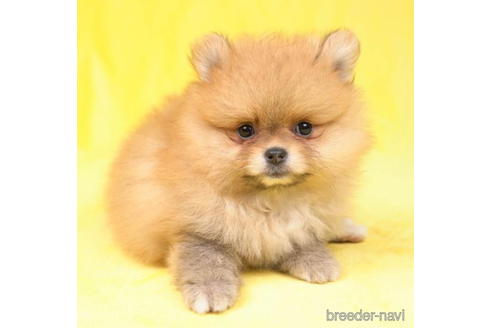 成約済の東京都のポメラニアン-188143の5枚目